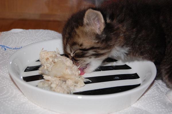 Welf schmeckt es.jpg